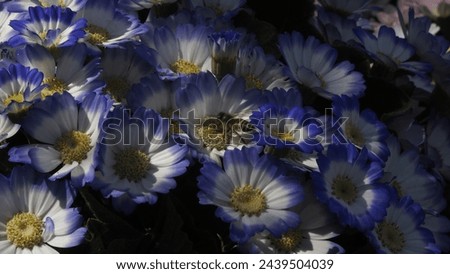 White and blue flowers with bee