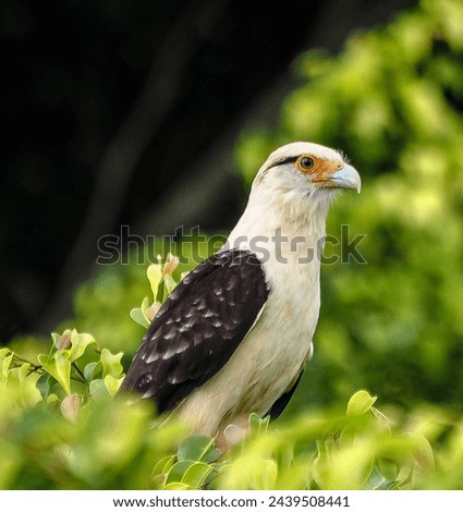 Bird Photography, Bird Picture, Most Beautiful Bird Photography, Nature Photography