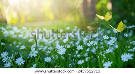 Springtime Forest glade with lots of white spring flowers and butterflies on a sunny day

