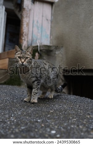 Stray cat in Tbilisi, Georgia.