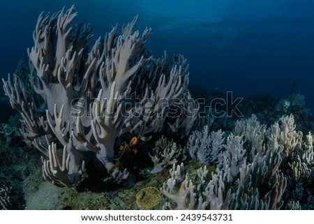 Devil's Hand soft coral at Hiri Island, Ternate, North Maluku