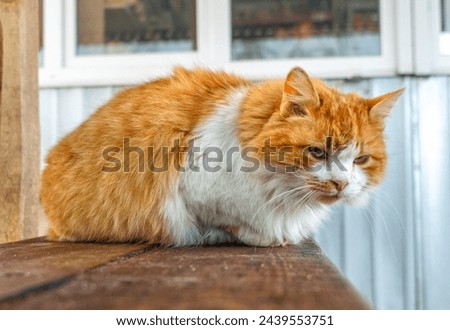 Homeless sad red street cat lies on  wooden bench. The problem of caring for homeless animals.