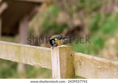 A great tit feeding on seed while on a fence post.