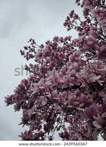 Pink flowers branch magnolia flowers