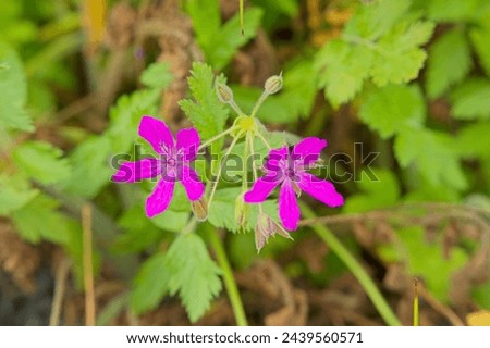 Closeup of Erodium manescavi, called the garden stork's-bill, large purple storksbill, Manescau storksbill, Manescau heronsbill and showy heron's bill, is a species of flowering plant in the family Ge