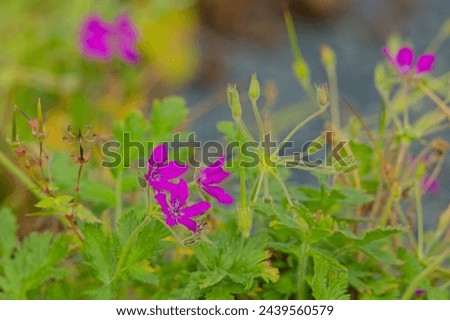 Closeup of Erodium manescavi, called the garden stork's-bill, large purple storksbill, Manescau storksbill, Manescau heronsbill and showy heron's bill, is a species of flowering plant in the family Ge