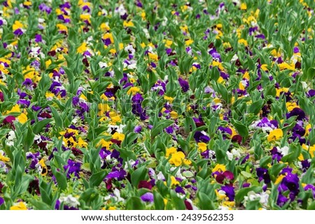 Background with colorful pansies. Closeup of colorful pansy flower. Viola tricolor. Field with multicolored pansies blooming in the garden
