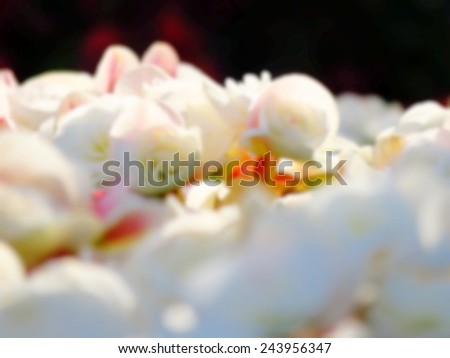 Abstract background. Soft white rose background with blur effect.