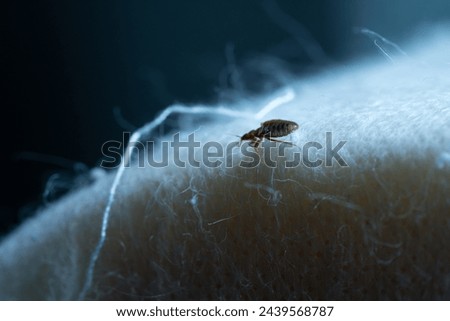 Bedbug on mattress at night