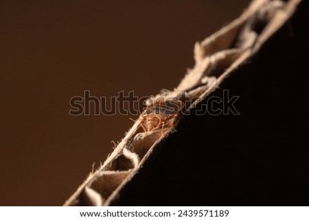 Bedbug on cardboard - Macro close-up