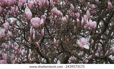 This captivating photo captures the essence of spring with its vibrant pink magnolia blossom in full bloom, radiating beauty and renewal.