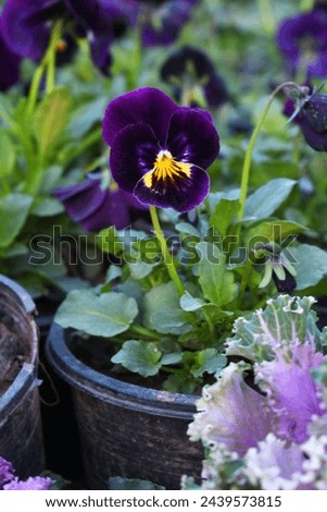 Beautiful violet Pansy Flower - purple flowers blooming in the garden closeup, violet pansy flowers