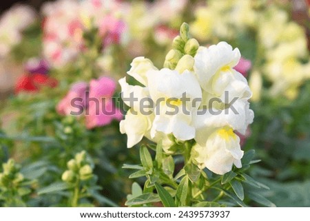 white stock flower in garden closeup shot,  Matthiola incana flower, stock flowers, cut flowers in nursery, Stock of flowers, Flower of Stock