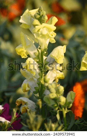 yellow stock flower in garden closeup shot,  Matthiola incana flower, stock flowers, cut flowers in nursery, Stock of flowers, Flower of Stock
