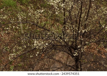 Blooming plum under the window of a house in spring