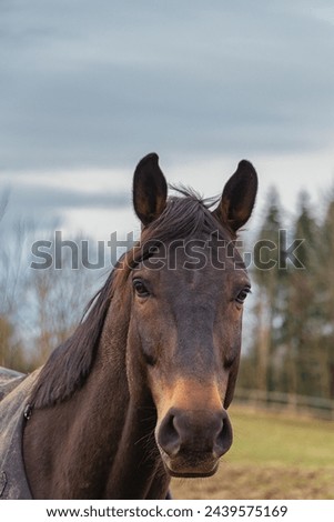 brown horse photo portrait in cloudy day