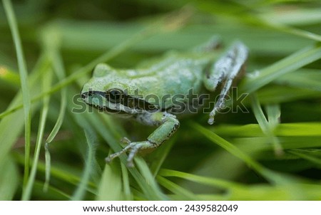 Green color morph Pacific Tree Frog camouflaging on grass. Joseph D. Grant County Park, Santa Clara County, California. Royalty-Free Stock Photo #2439582049