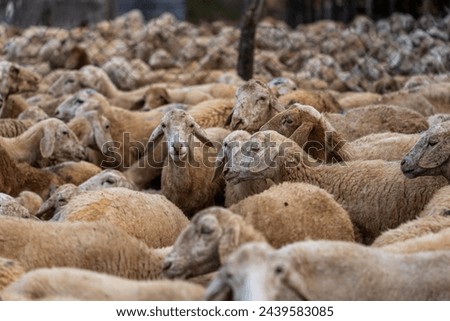 Herd of sheep on desert in Ninh Thuan province, Vietnam. Travel and agriculture concept