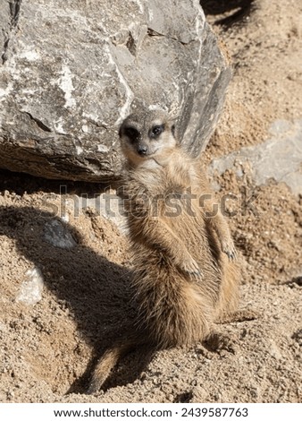 i present to you a meerkat who played with my lens fantastic animals whoare very playful we had a lot of fun because they pose like models 