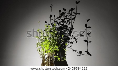 A picture of green mint planted with shadows behind it, giving it an aesthetic appearance