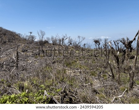 Dry ground with dead trees on blue sky background