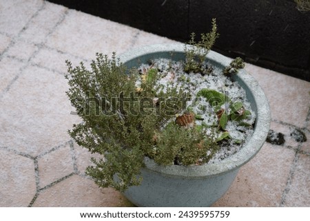 thyme bush in fresh fallen snow