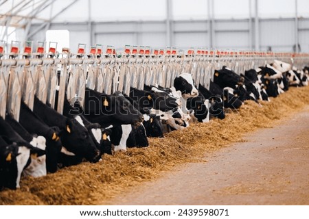 Concept banner livestock agriculture industry of cattle. Portrait Holstein Cows eat hay in modern farm.
