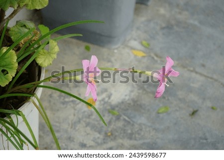 Zephyranthes carinata blooms in August. Zephyranthes carinata, the rosepink zephyr lily or pink rain lily, is a perennial flowering plant. Rhodes Island, Greece Royalty-Free Stock Photo #2439598677