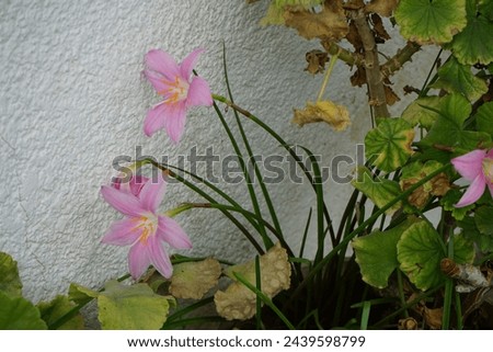 Zephyranthes carinata blooms in August. Zephyranthes carinata, the rosepink zephyr lily or pink rain lily, is a perennial flowering plant. Rhodes Island, Greece Royalty-Free Stock Photo #2439598799