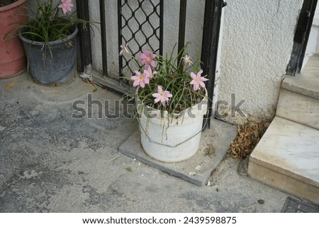 Zephyranthes carinata blooms in August. Zephyranthes carinata, the rosepink zephyr lily or pink rain lily, is a perennial flowering plant. Rhodes Island, Greece Royalty-Free Stock Photo #2439598875