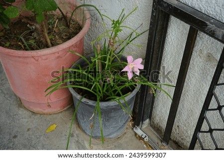 Zephyranthes carinata blooms in August. Zephyranthes carinata, the rosepink zephyr lily or pink rain lily, is a perennial flowering plant. Rhodes Island, Greece Royalty-Free Stock Photo #2439599307