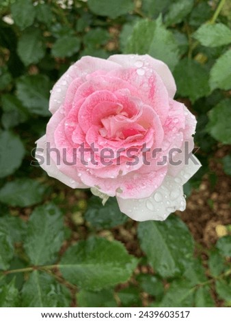 Dewy rose morning water drops pink white fade rose blooming center symmetry green foliage view from top picture of a flower still on its natural bush rose petals open blossom two color bright outside