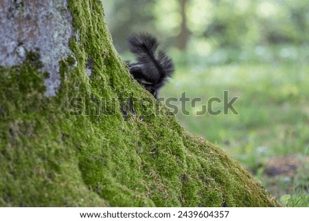 Squirrel scurries behind a tree and only the tail is still visible in a city park, Germany Royalty-Free Stock Photo #2439604357