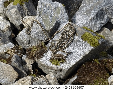 Snakes in spring Maple Ridge BC