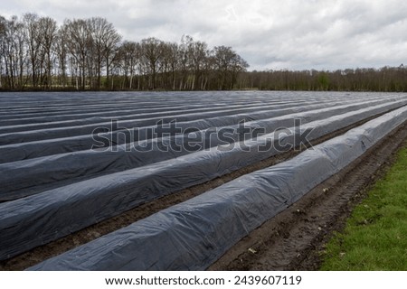 Agriculture in Netherlands, white asparagus fields covered with plastic film in spring, landscape photo, North Brabant