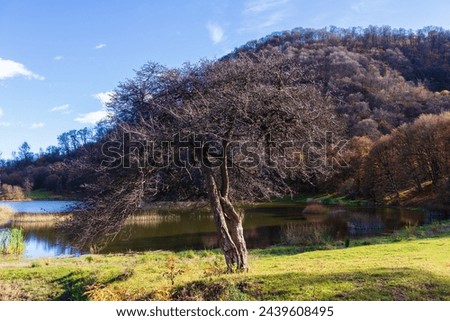Beautiful landscape with Tsover lake and alone tree, Armenia