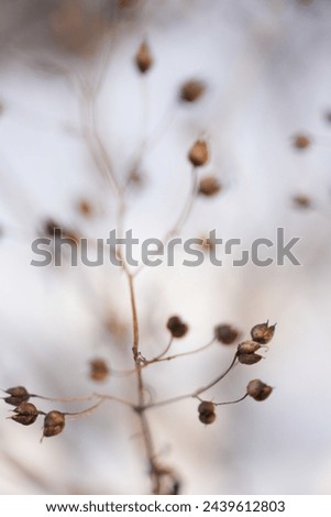 Macro photo of a natural plant in winter