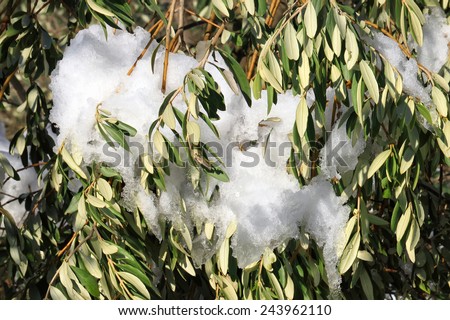 Olive tree in snow