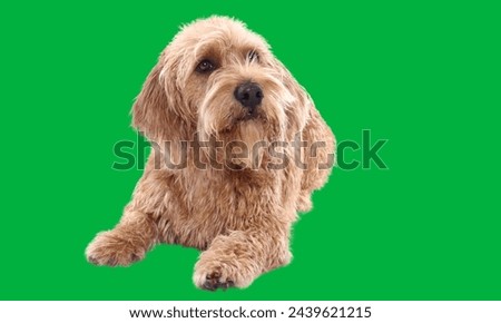 Discover endless creative potential with our collection of dog green screen photos,perfect for adding playful pups to your projects. From vibrant summer scenes to adorable poses,our highquality images