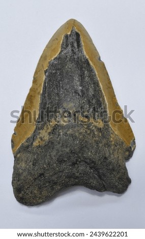 Facial view of huge fossilized tooth of the notorious Otodus megalodon, a giant (60 feet) macro-predator version of the mackerel shark which lived 3.6 to 23 million years ago.  Royalty-Free Stock Photo #2439622201
