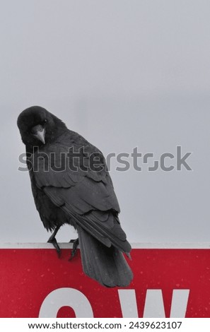 A crow sitting on a traffic sign on Vancouver Island in Cowichan Bay, British Columbia, Canada