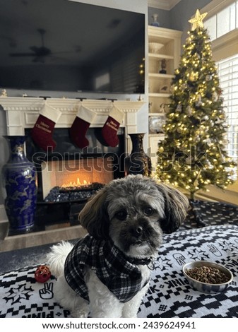 my dog Buster loves posing for pictures, Christmas theme, great fireplace, romantic, beautiful tree