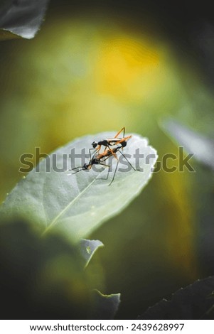 Zelus longipes, the milkweed assassin bug intercourse on leave 