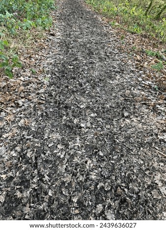 A muddy public footpath in a woodland in January, near Northallerton, North Yorkshire, England, United Kingdom