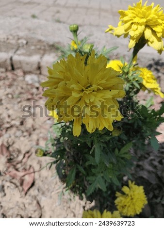 Yellow kerria flower pic in hd