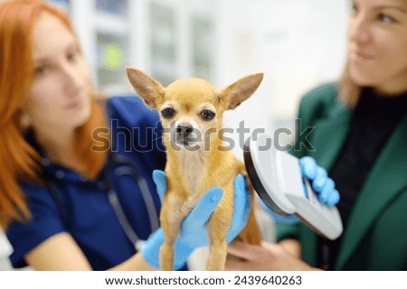 Veterinarian checks microchip implant using scanner device under the skin of little chihuahua dog during appointment. The lost pet was brought to the veterinary hospital to find the owner Royalty-Free Stock Photo #2439640263
