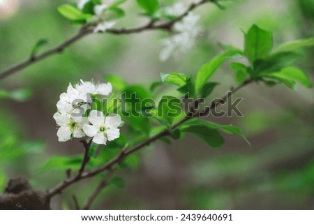 White spring flowers with green leaves in a garden, close up, outdoor photography