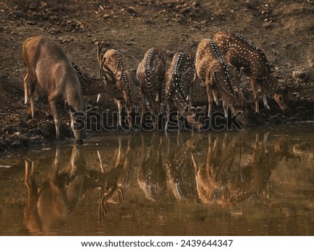 Chital or cheetal - Axis axis also Spotted deer, native to the Indian subcontinent, herd drink water from water dam in the indian jungle, mirror reflection picture in the water.