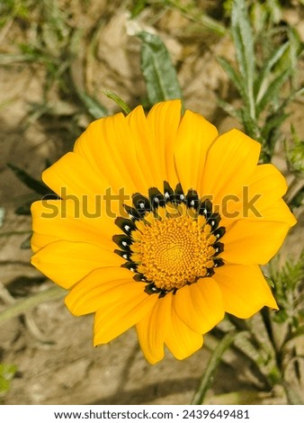 Yellow colour flower blooming so perfaclly lovely image 