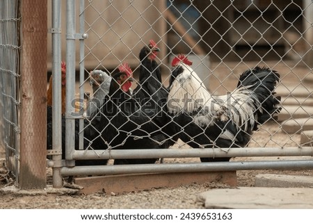 Several chicken hens are grouped near the gate to the coop awaiting feeding time. Royalty-Free Stock Photo #2439653163